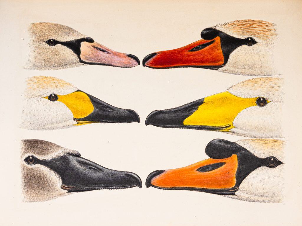 Six birds, painted in vivid watercolours, positioned beak-to-beak, three on each side of the image.
